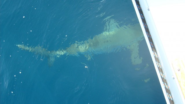 shark cirling under the boat shark cirling under the boat